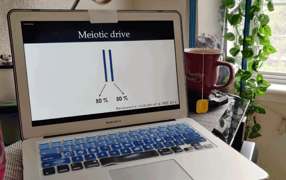 virtual meeting success
